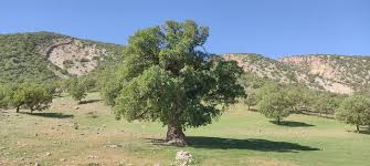ثبت-ملی-میراث-طبیعی-ایران-در-کرمانشاه